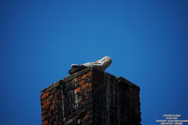 odlecialy-bociany-20180721-017.jpg